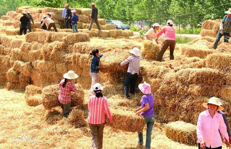 秸稈粉碎機(jī)讓秸稈焚燒現(xiàn)象從此消失且搖身一變成為農(nóng)業(yè)種植新肥料(圖1) 秸稈